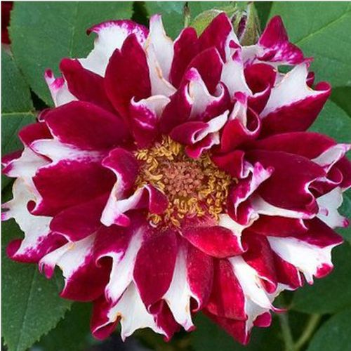 Vendita, rose rose ibridi perenni - rosso - bianco - Rosa Roger Lambelin - rosa intensamente profumata - Marie-Louise (aka Widow,Vve) Schwartz - Possiamo ammirare i suoi speciali fiori colorati e profumati  da Giugno a Settembre.
